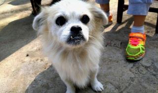 我家狗狗死了,我很伤心呀,怎么办 我这有小狗